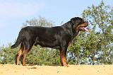 ROTTWEILER 001